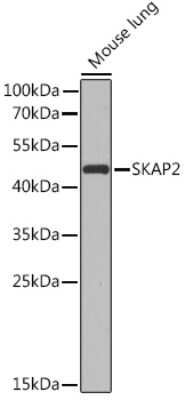 Western Blot: SCAP2 AntibodyBSA Free [NBP2-93556]